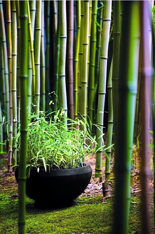 Garden Bamboo Garden