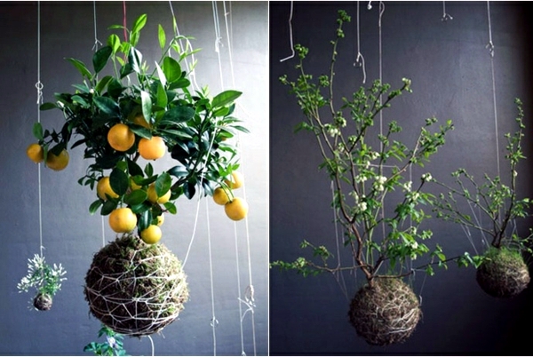 Creatice Creative Pots For Indoor Plants for Small Space