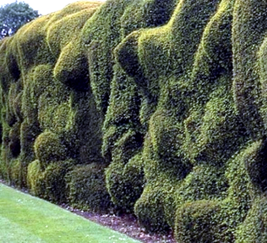 Evergreen hedge cutter 23 fresh design ideas for gardeners