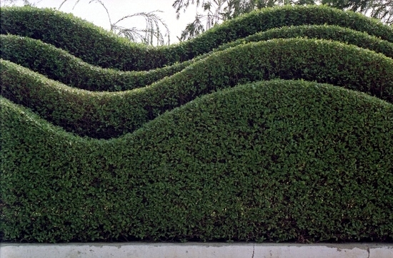 Evergreen hedge cutter 23 fresh design ideas for gardeners