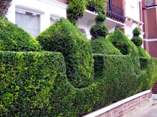 Evergreen hedge cutter 23 fresh design ideas for gardeners