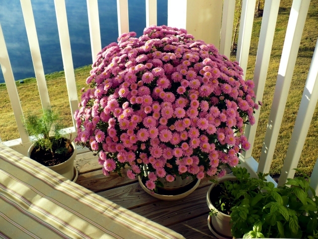 Plant Breeding balcony - beautiful flowers combined in pairs