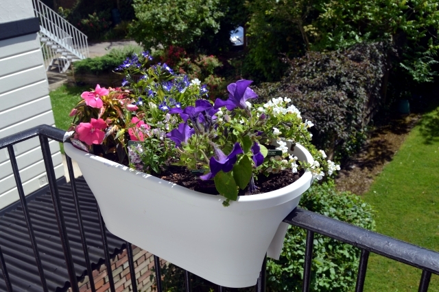Plant Breeding balcony - beautiful flowers combined in pairs