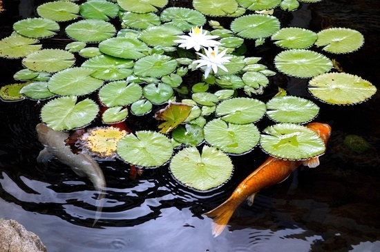 How to build a garden pond low maintenance itself in 7 Steps