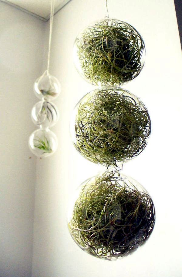 Camera design with green plants hanging planters and pots