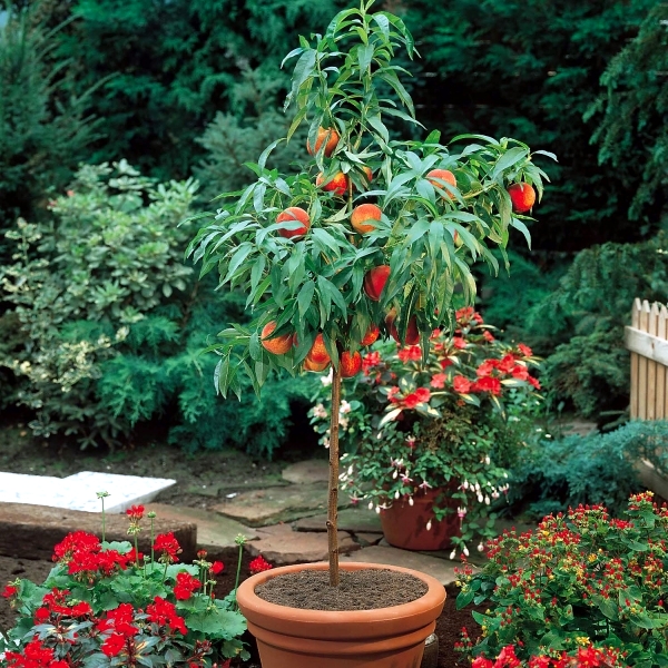 You can dwarf fruit trees in pots and growing trays on the balcony ...