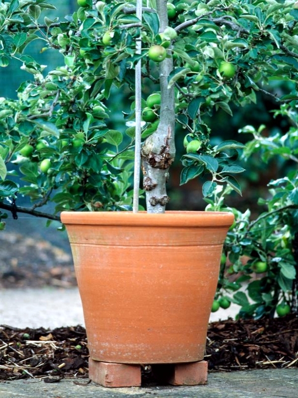 You can dwarf fruit trees in pots and growing trays on the balcony