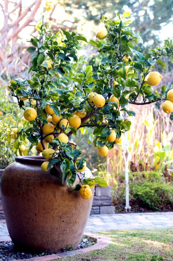 You can dwarf fruit trees in pots and growing trays on the balcony