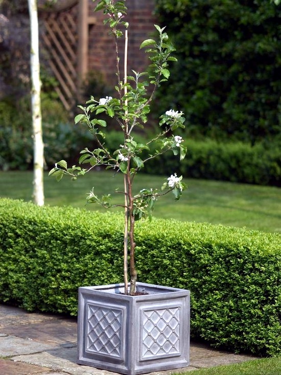 You can dwarf fruit trees in pots and growing trays on the balcony