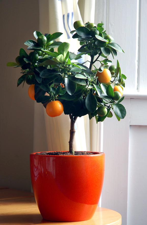 You can dwarf fruit trees in pots and growing trays on the balcony