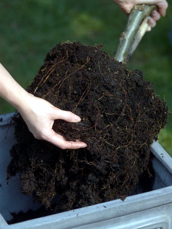 You can dwarf fruit trees in pots and growing trays on the balcony