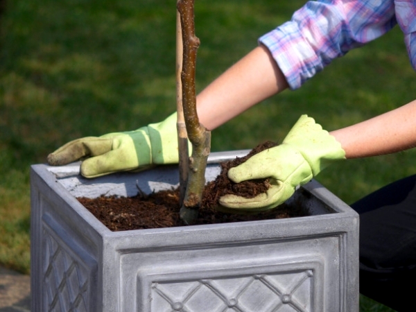 You can dwarf fruit trees in pots and growing trays on the balcony