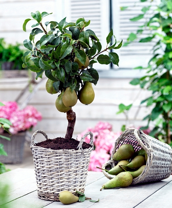 You can dwarf fruit trees in pots and growing trays on the balcony