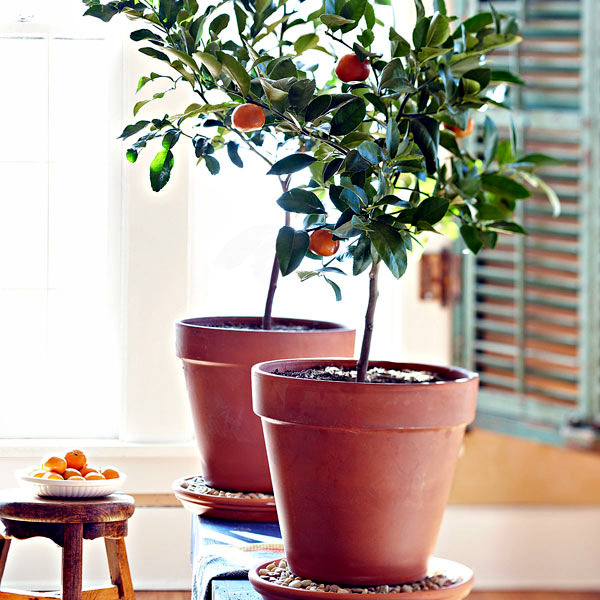 You can dwarf fruit trees in pots and growing trays on the balcony