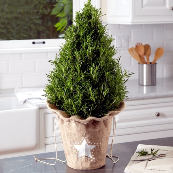 Christmas Tree in pot – the festive decor and beautiful addition to the garden | Interior Design ...
