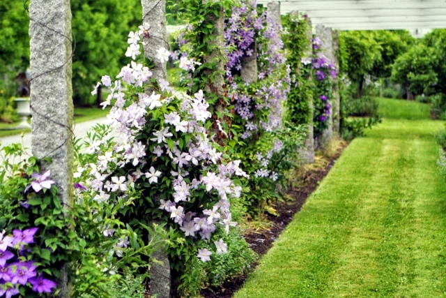 Clematis in the garden - planting, maintenance and hibernation Clematis