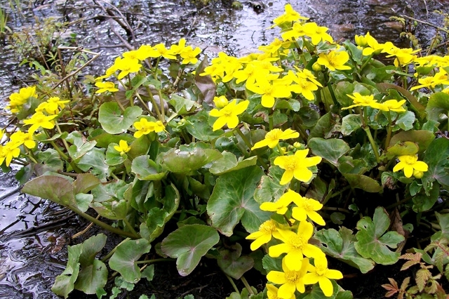 Aquatic plants in the garden pond - these are your favorites?