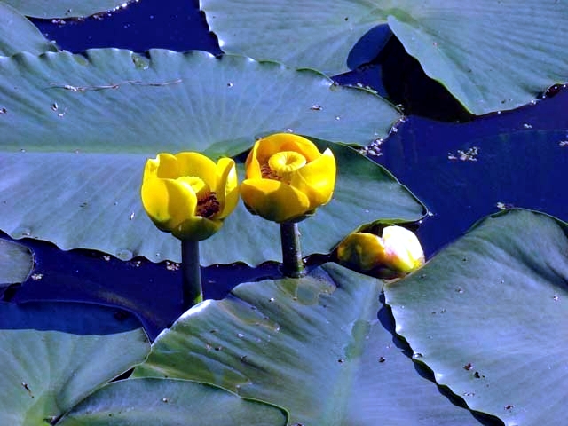 Aquatic plants in the garden pond - these are your favorites?
