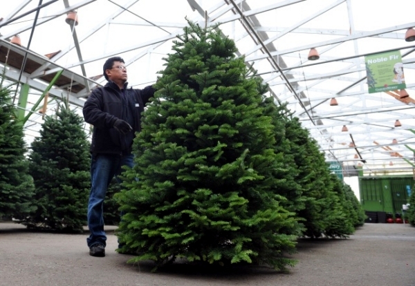 Choose the perfect Christmas tree - fresh green pine tips
