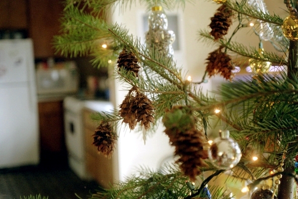 Choose the perfect Christmas tree - fresh green pine tips
