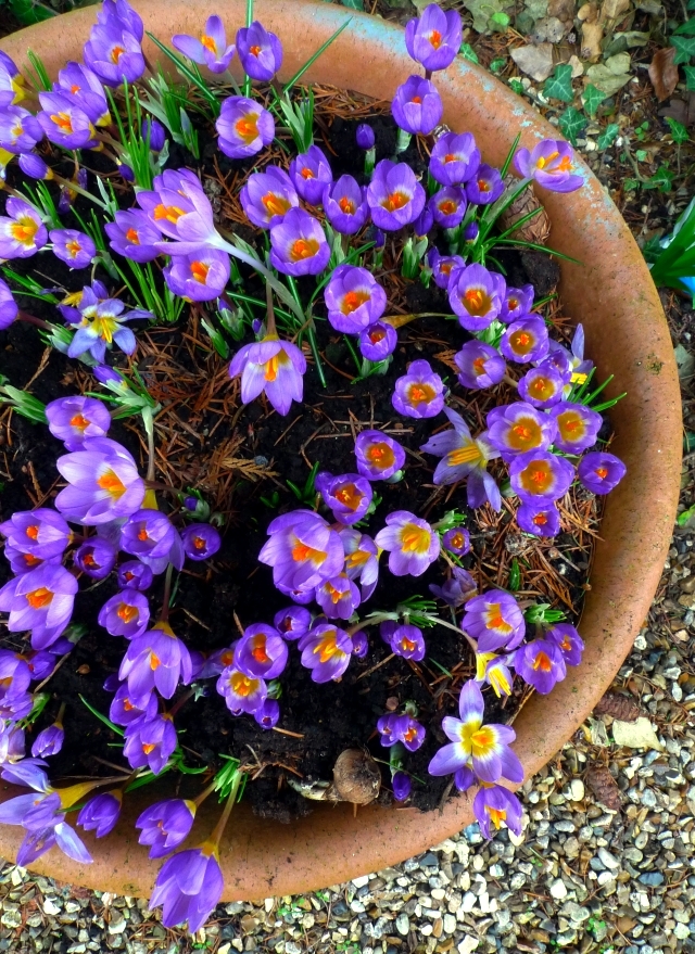 Plant crocus in flower pot - What to consider when interviewing?