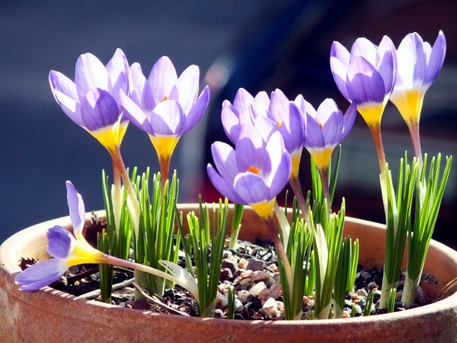 Plant crocus in flower pot - What to consider when interviewing?