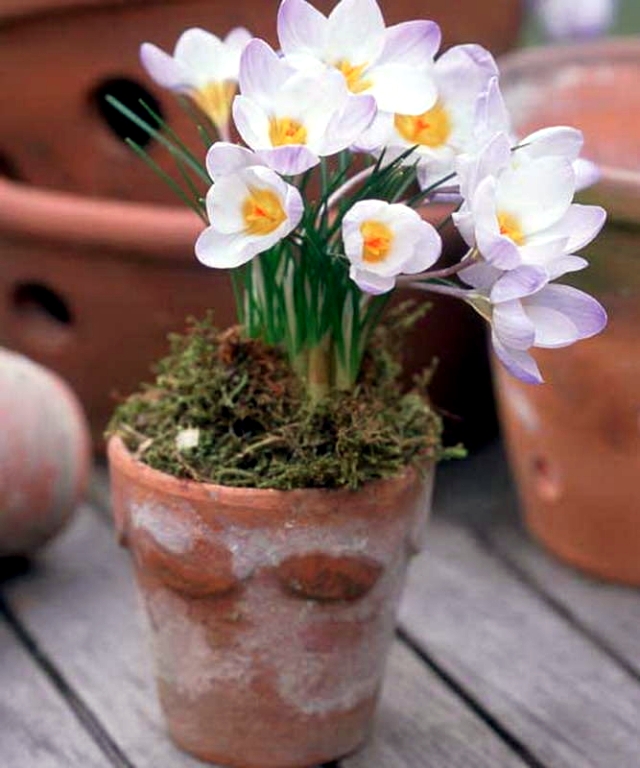 Plant crocus in flower pot - What to consider when interviewing?