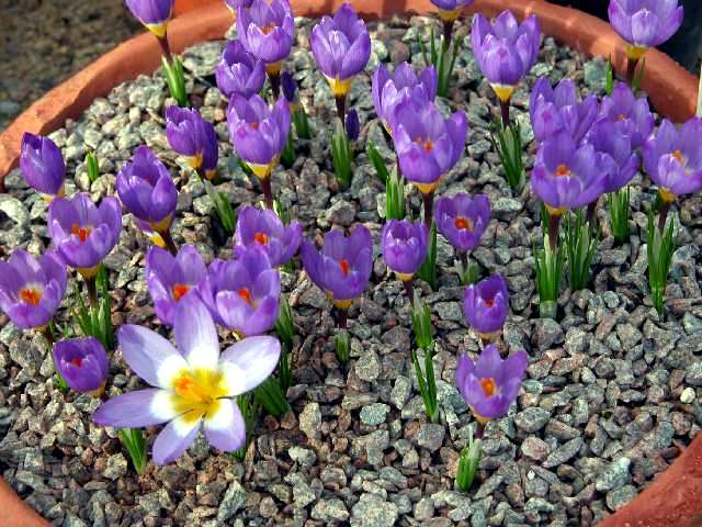 Plant crocus in flower pot - What to consider when interviewing?