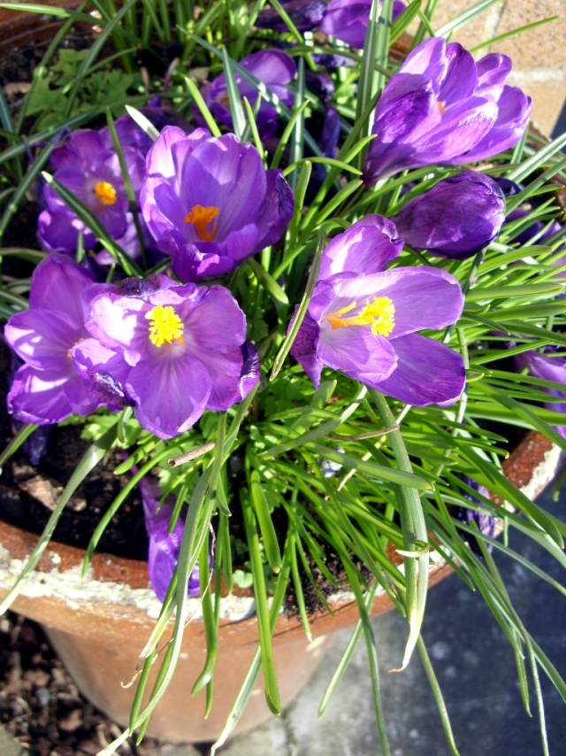 Plant crocus in flower pot - What to consider when interviewing?