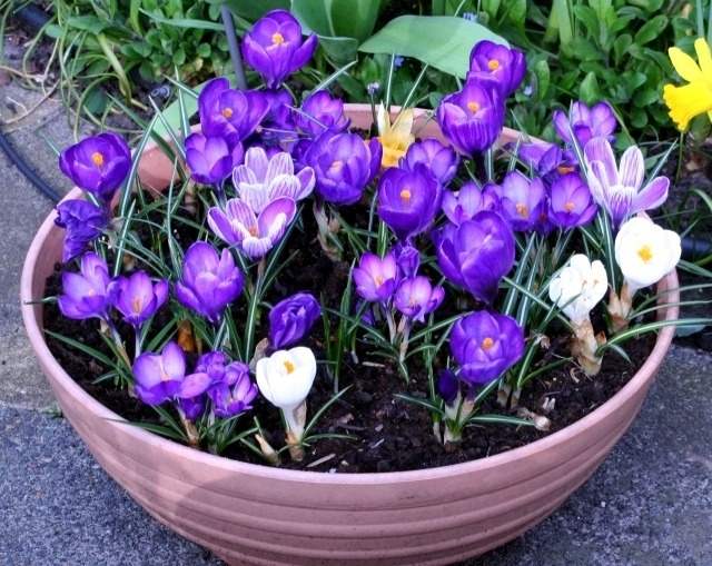 Plant crocus in flower pot - What to consider when interviewing?