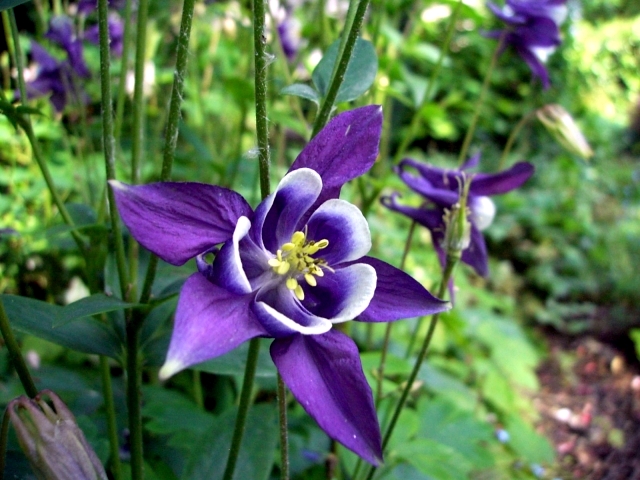 Beautiful flowers for the garden provide an explosion of color