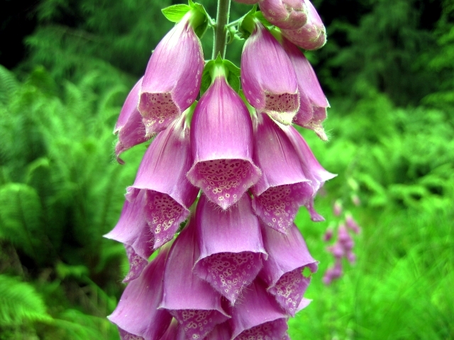 Beautiful flowers for the garden provide an explosion of color