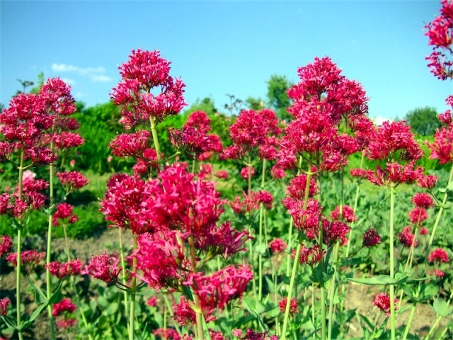 Beautiful flowers for the garden provide an explosion of color