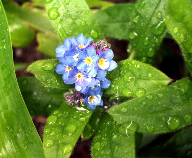 Beautiful flowers for the garden provide an explosion of color