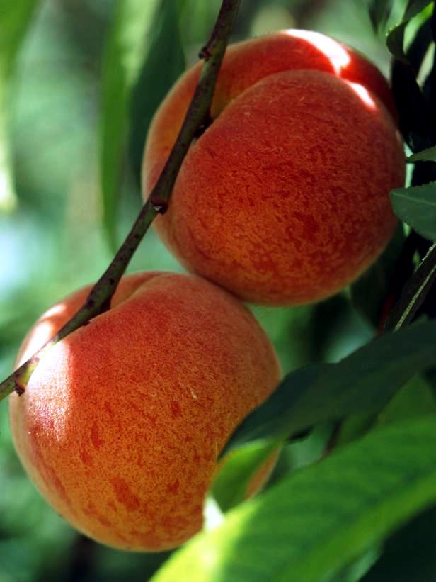 Fruit trees in pots - varieties of fruits that you can grow in containers