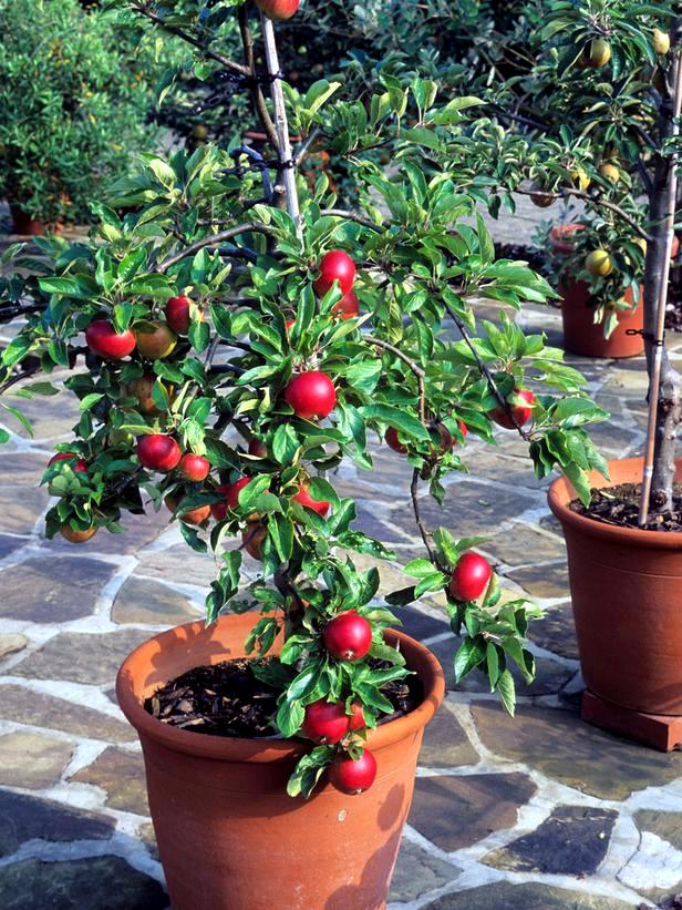 Fruit trees in pots - varieties of fruits that you can grow in containers