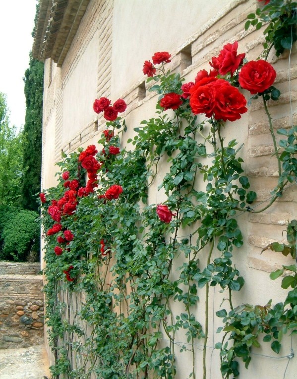 Spring Rose cut - cut and keep climbing roses
