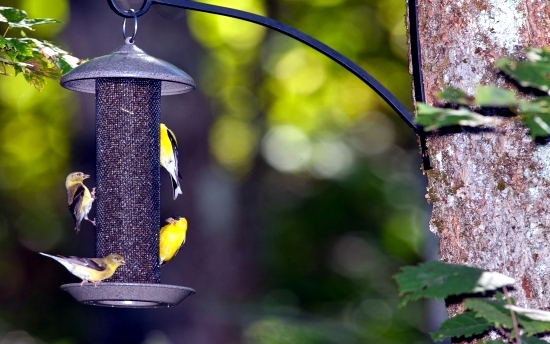 Build Vogelfutterhaus me - attracting birds to the garden