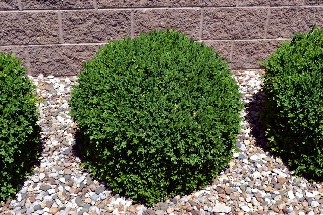 Why boxwood plants - Provides a green note on gray winter