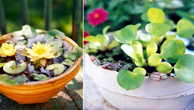 Creating a mini-pond - a small oasis on the balcony