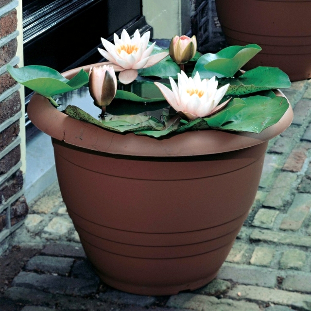 Creating a mini-pond - a small oasis on the balcony