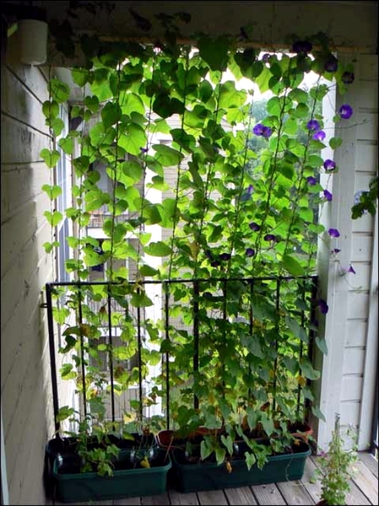 Balcony Vertical greening and effective and inexpensive detection