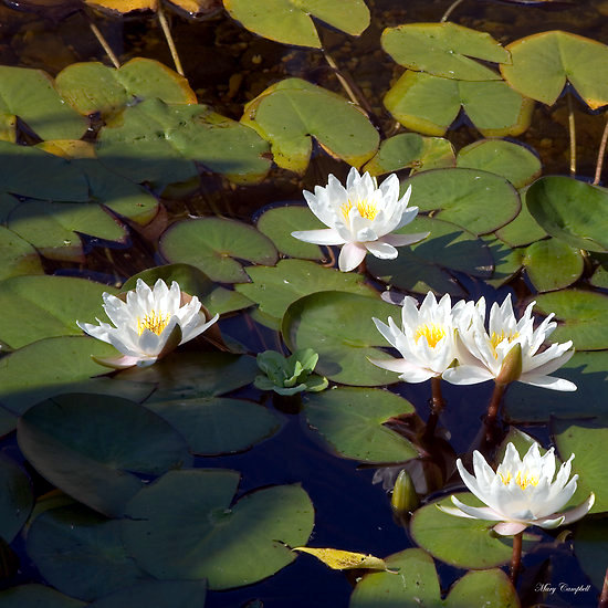 lily plants in the pond - instructions and maintenance tips