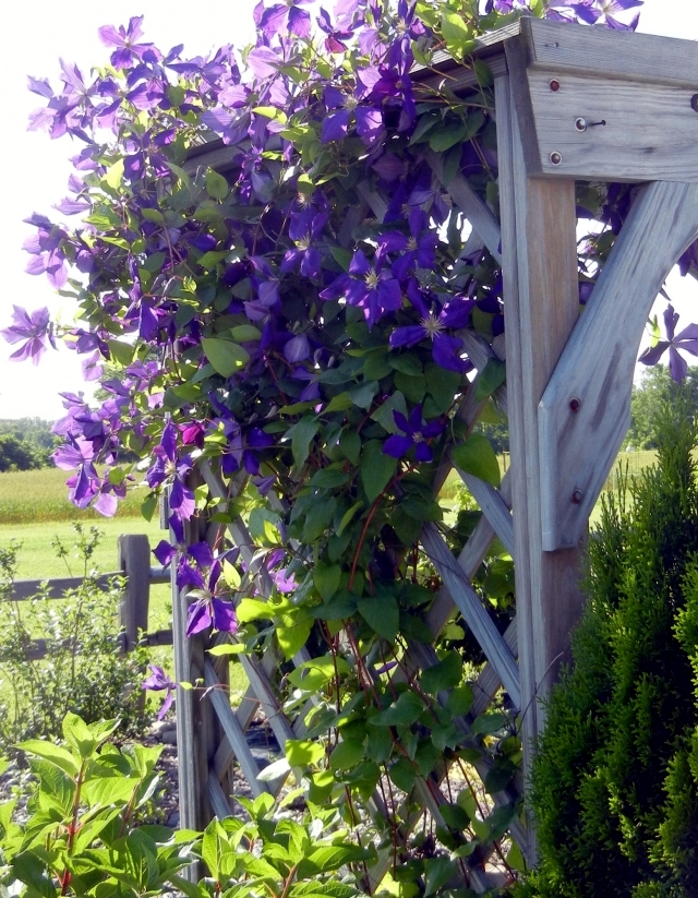 Tips for planting, care and cutting - Clematis Climbing Plants