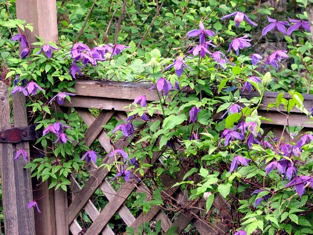 Tips for planting, care and cutting - Clematis Climbing Plants