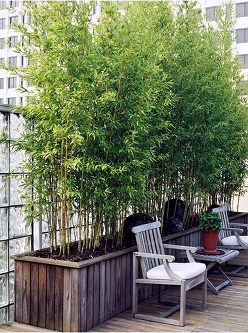 Yes Bamboo garden do at home - important garden design ideas