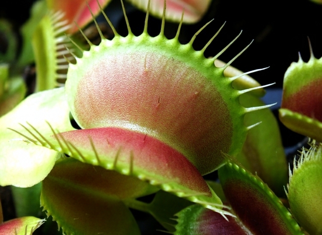 Care carnivorous plants - Venus Flytrap