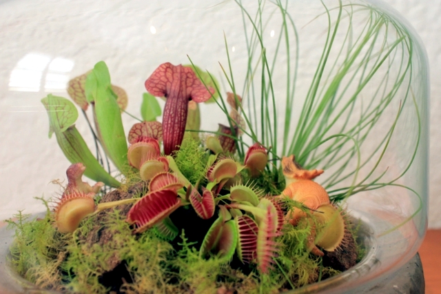 Care carnivorous plants - Venus Flytrap