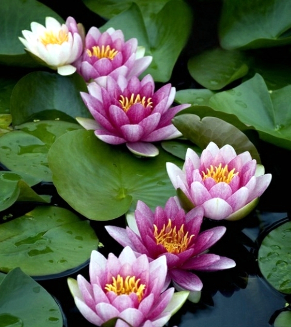 Creating A Water Garden Planting Instructions Water Lilies In Pond Interior Design Ideas Ofdesign Creating A Water Garden Planting Instructions Water Lilies In Pond Interior Design Ideas Ofdesign