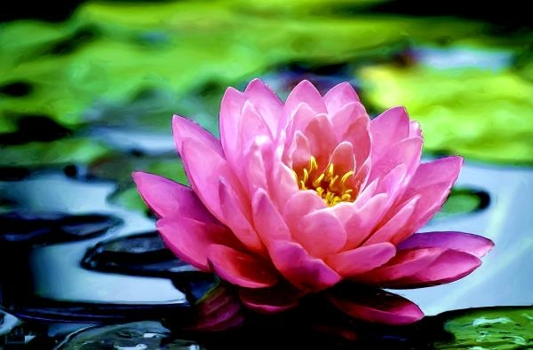 Creating a Water Garden - Planting instructions Water lilies in pond